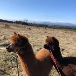 Alpaka Haus Sanssouci Oberharz *