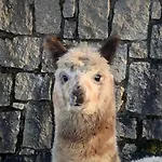 Daire Alpaka Haus Sanssouci Oberharz