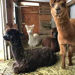 Daire Alpaka Haus Sanssouci Oberharz