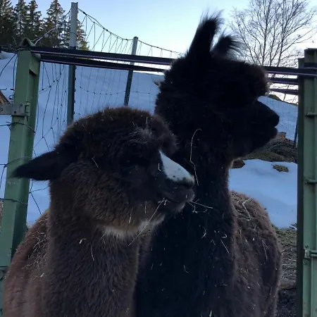 Apartament Alpaka Haus Sanssouci Oberharz Tanne