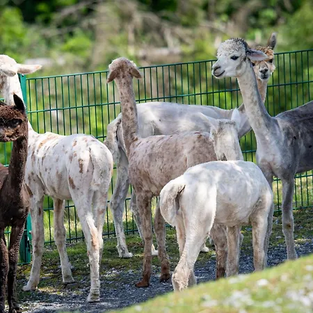 Alpaka Haus Sanssouci Oberharz