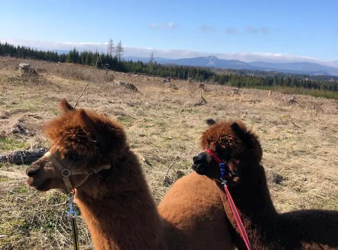 Alpaka Haus Sanssouci Oberharz *