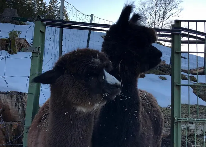 شقة Alpaka Haus Sanssouci Oberharz تانه
