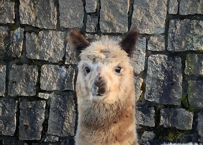 شقة Alpaka Haus Sanssouci Oberharz