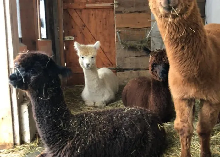شقة Alpaka Haus Sanssouci Oberharz