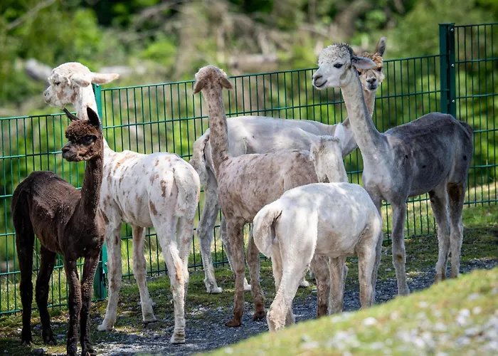 Alpaka Haus Sanssouci Oberharz
